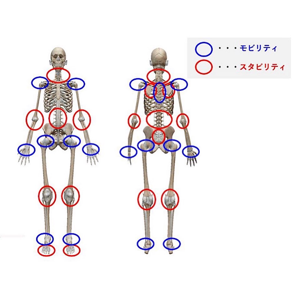 関節について Body Work Space EVOLVE.